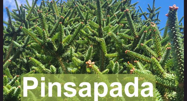 Voluntarios de Málaga plantarán 150 pinsapos en una iniciativa de la Diputación y Fundación Unicaja 