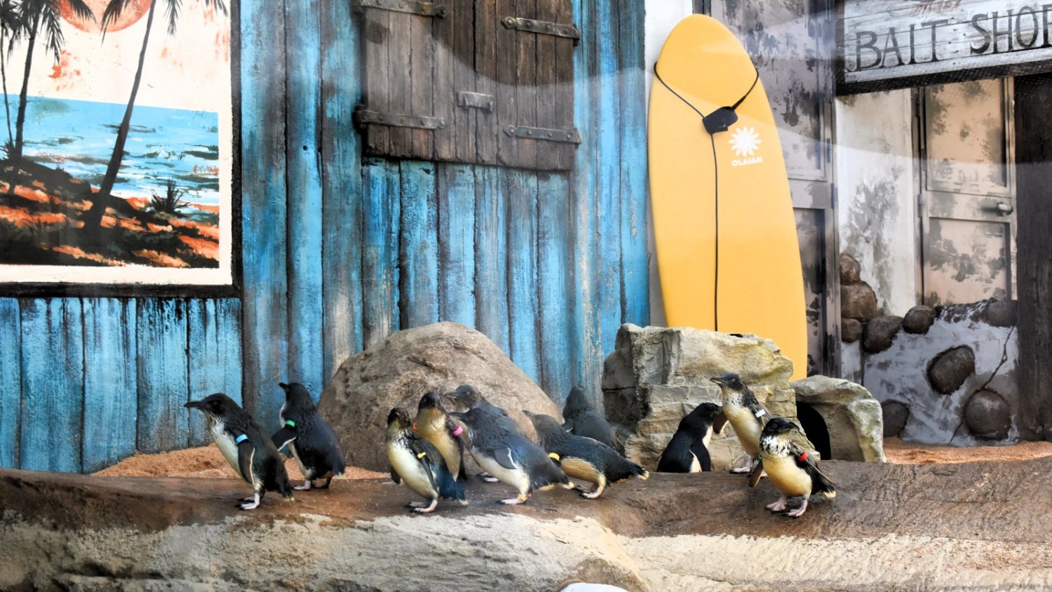 13 ejemplares de la especie de pingüinos más pequeña del mundo llegan a SEA LIFE Benalmádena