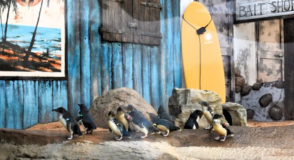 13 ejemplares de la especie de pingüinos más pequeña del mundo llegan a SEA LIFE Benalmádena
