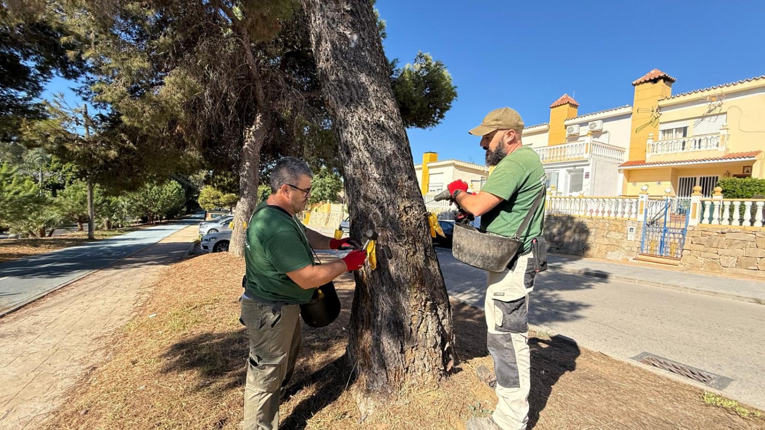 Estepona finaliza la campaña de eliminación de la oruga procesionaria