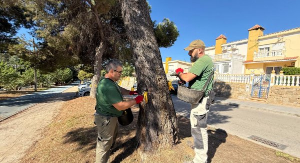 Estepona finaliza la campaña de eliminación de la oruga procesionaria