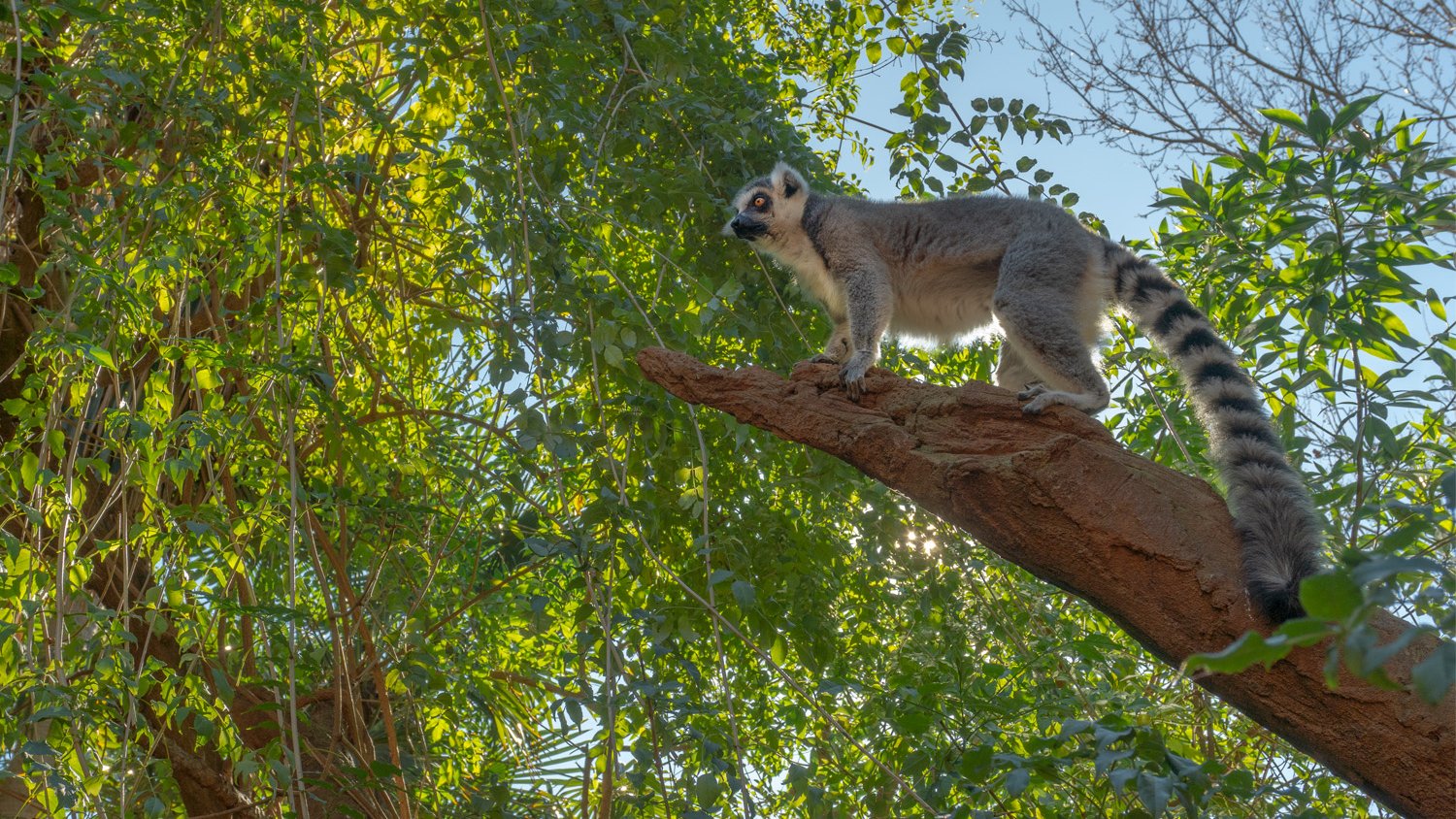 BIOPARC Fuengirola aprovecha el Día Mundial del Lémur para llamar a la acción ante la situación de este animal