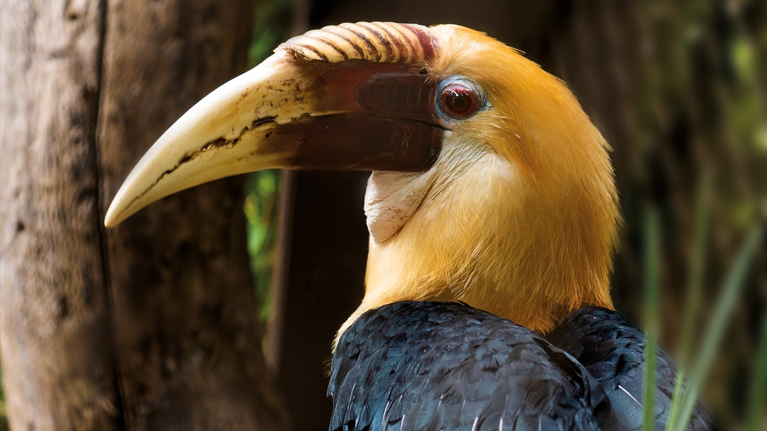 Especies en peligro de extinción que, en España, solo se encuentran en Bioparc Fuengirola