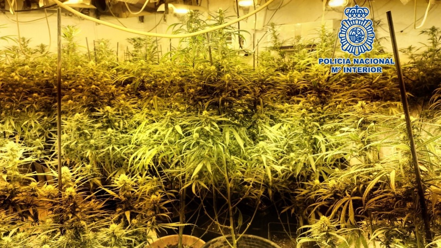 La Policía Nacional incauta 1.011 plantas de marihuana al desmantelar varios cultivos en Vélez-Málaga