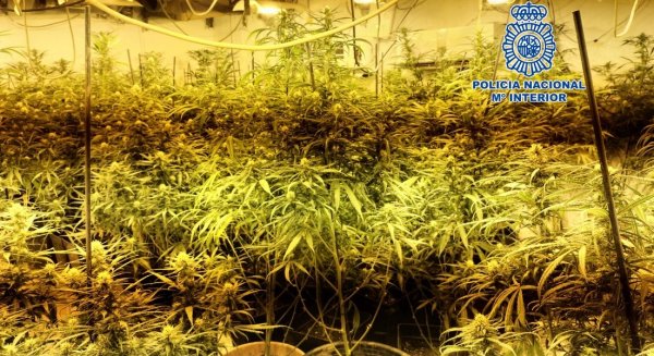 La Policía Nacional incauta 1.011 plantas de marihuana al desmantelar varios cultivos en Vélez-Málaga