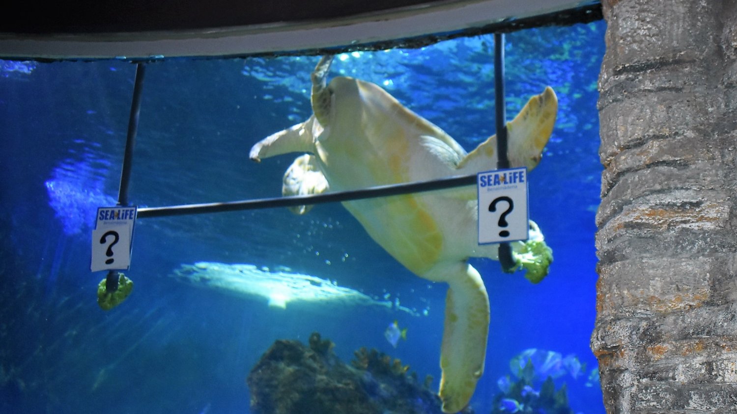 La tortuga 'Yellow' de Sea Life Benalmádena pronostica al Liverpool como campeón de la Champions