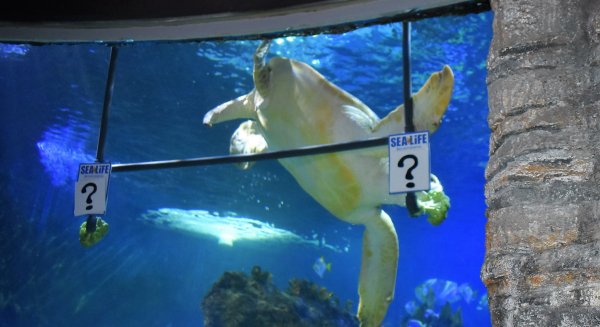 La tortuga 'Yellow' de Sea Life Benalmádena pronostica al Liverpool como campeón de la Champions