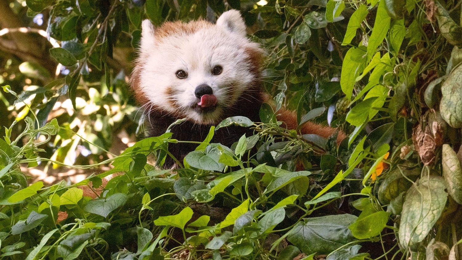 Un nuevo ejemplar de panda rojo llega a Bioparc Fuengirola