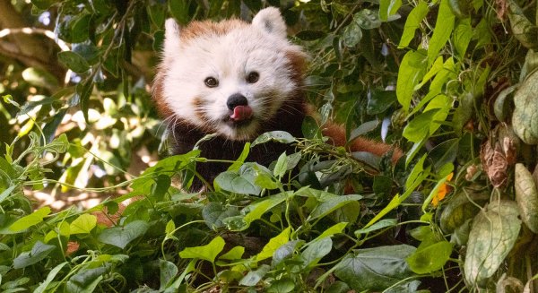 Un nuevo ejemplar de panda rojo llega a Bioparc Fuengirola