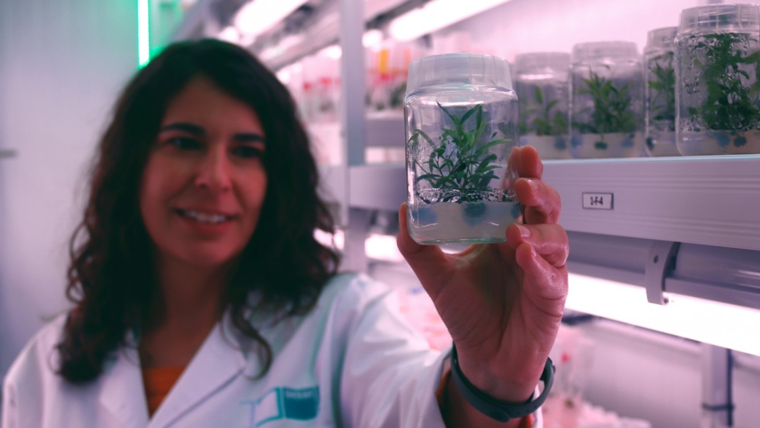 UMA.- Investigadores identifican un gen responsable del aroma del aceite de oliva