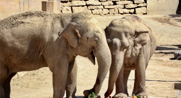 Selwo Aventura celebra los 57 años de la elefanta Tima