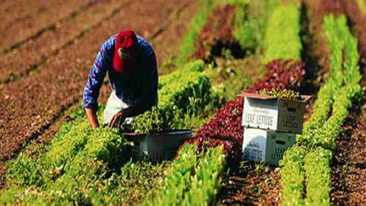 El Gobierno deja fuera de la reducción de módulos a la cebolla, cítricos, tropicales, hortícolas y ganadería