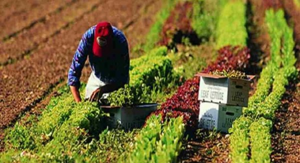 El Gobierno deja fuera de la reducción de módulos a la cebolla, cítricos, tropicales, hortícolas y ganadería