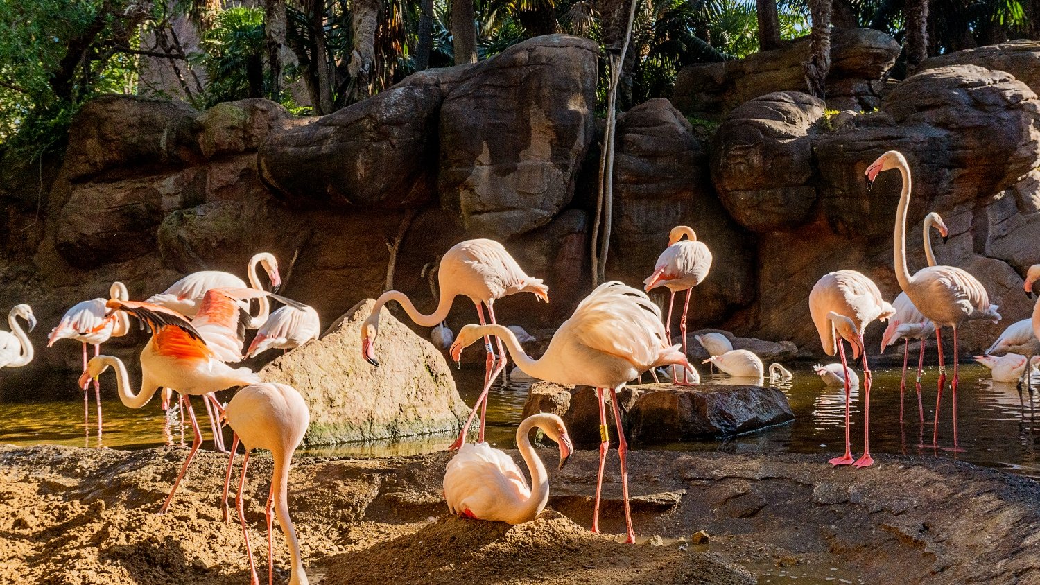 Los flamencos de Bioparc Fuengirola inician el ritual de nidificación