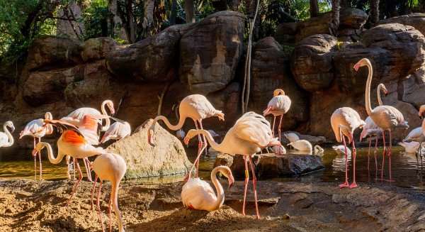 Los flamencos de Bioparc Fuengirola inician el ritual de nidificación