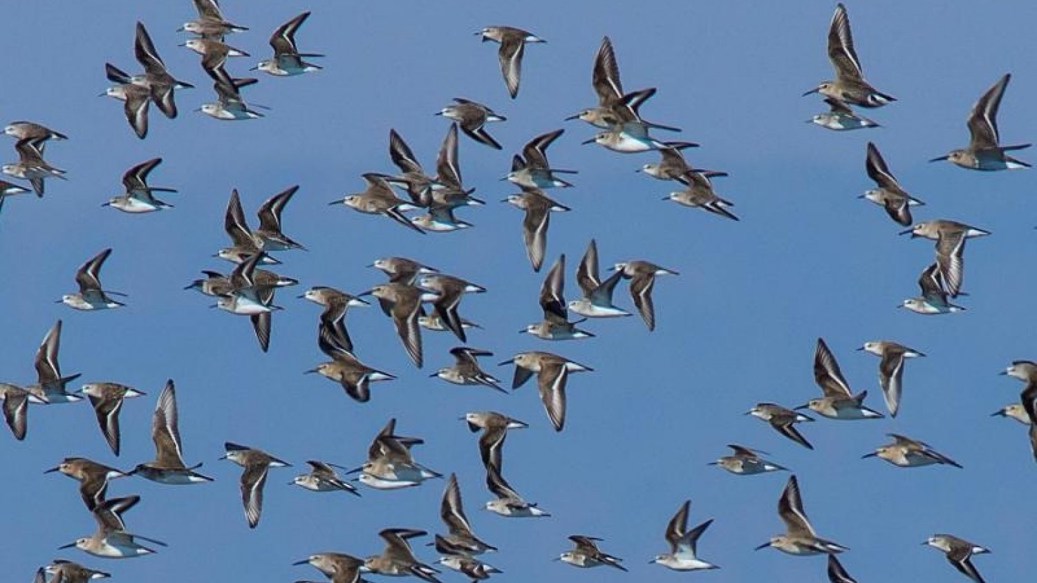 Diputación edita una guía sobre aves limícolas, que viven en humedales, ríos y deltas fluviales