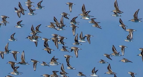 Diputación edita una guía sobre aves limícolas, que viven en humedales, ríos y deltas fluviales
