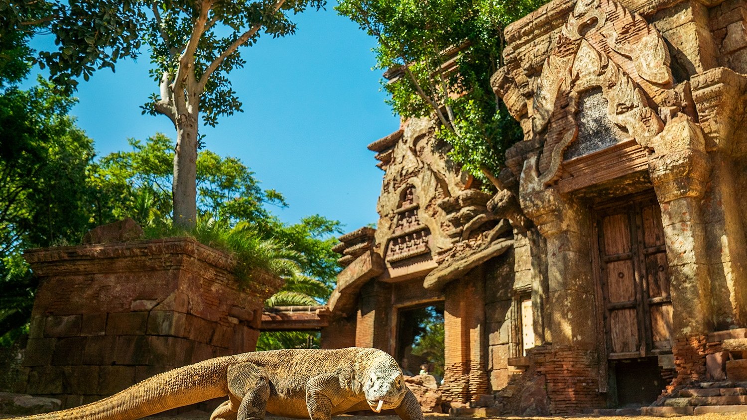 Reo, el primer dragón de Komodo operado de cataratas en Europa