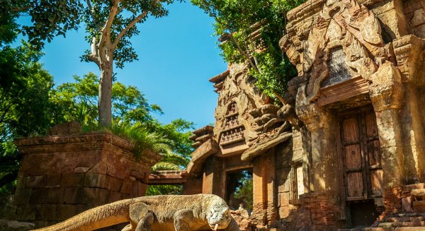 Reo, el primer dragón de Komodo operado de cataratas en Europa