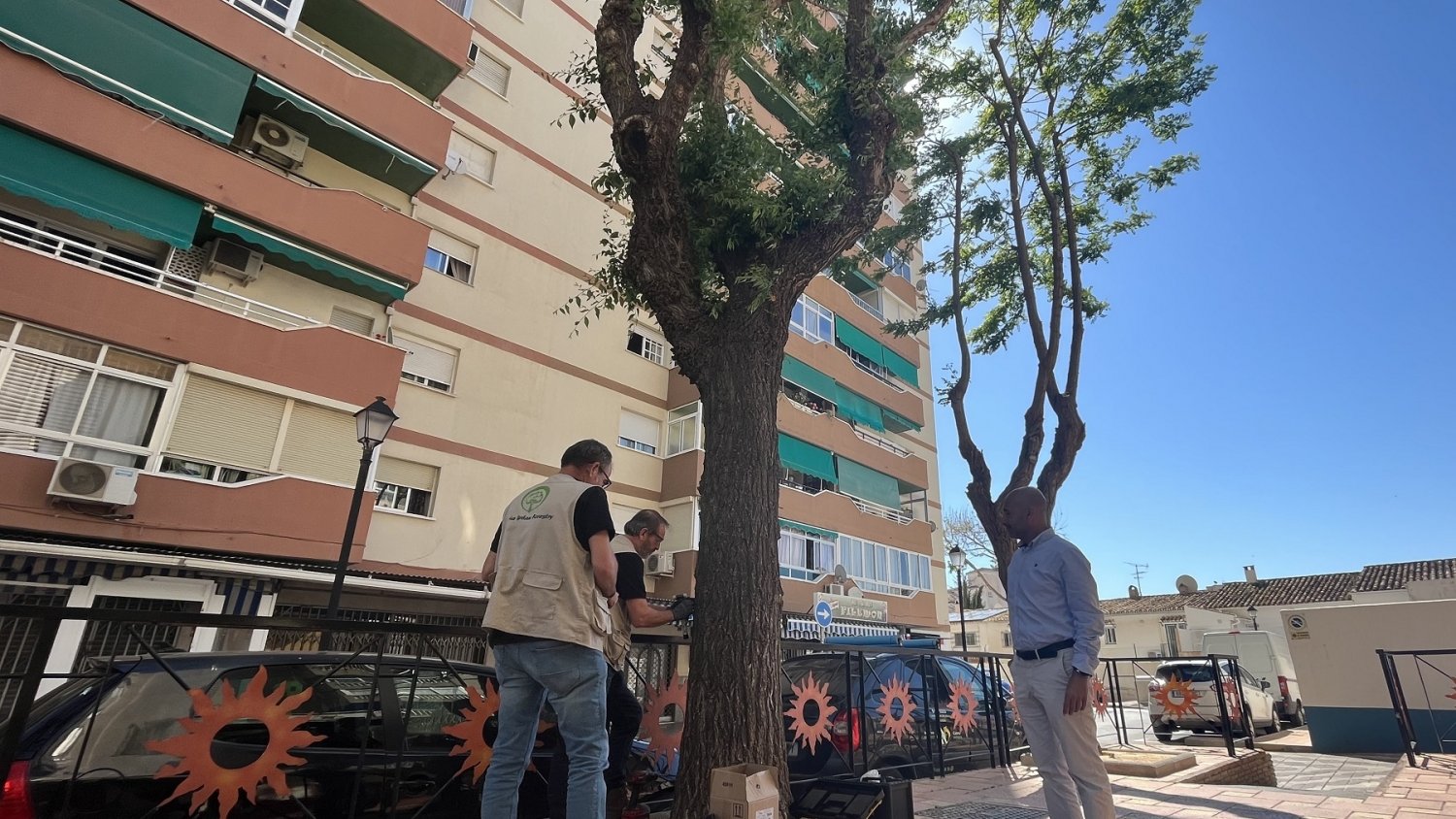 Fuengirola aplica un tratamiento de endoterapia para combatir la plaga de la galeruca del olmo