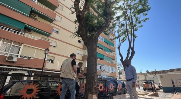 Fuengirola aplica un tratamiento de endoterapia para combatir la plaga de la galeruca del olmo