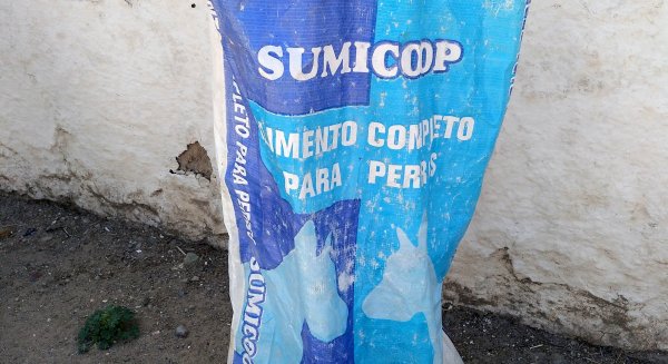 Campillos inicia una campaña de esterilización de perros y gatos