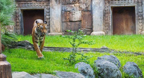 Bioparc Fuengirola implica a los visitantes en los programas de conservación animal