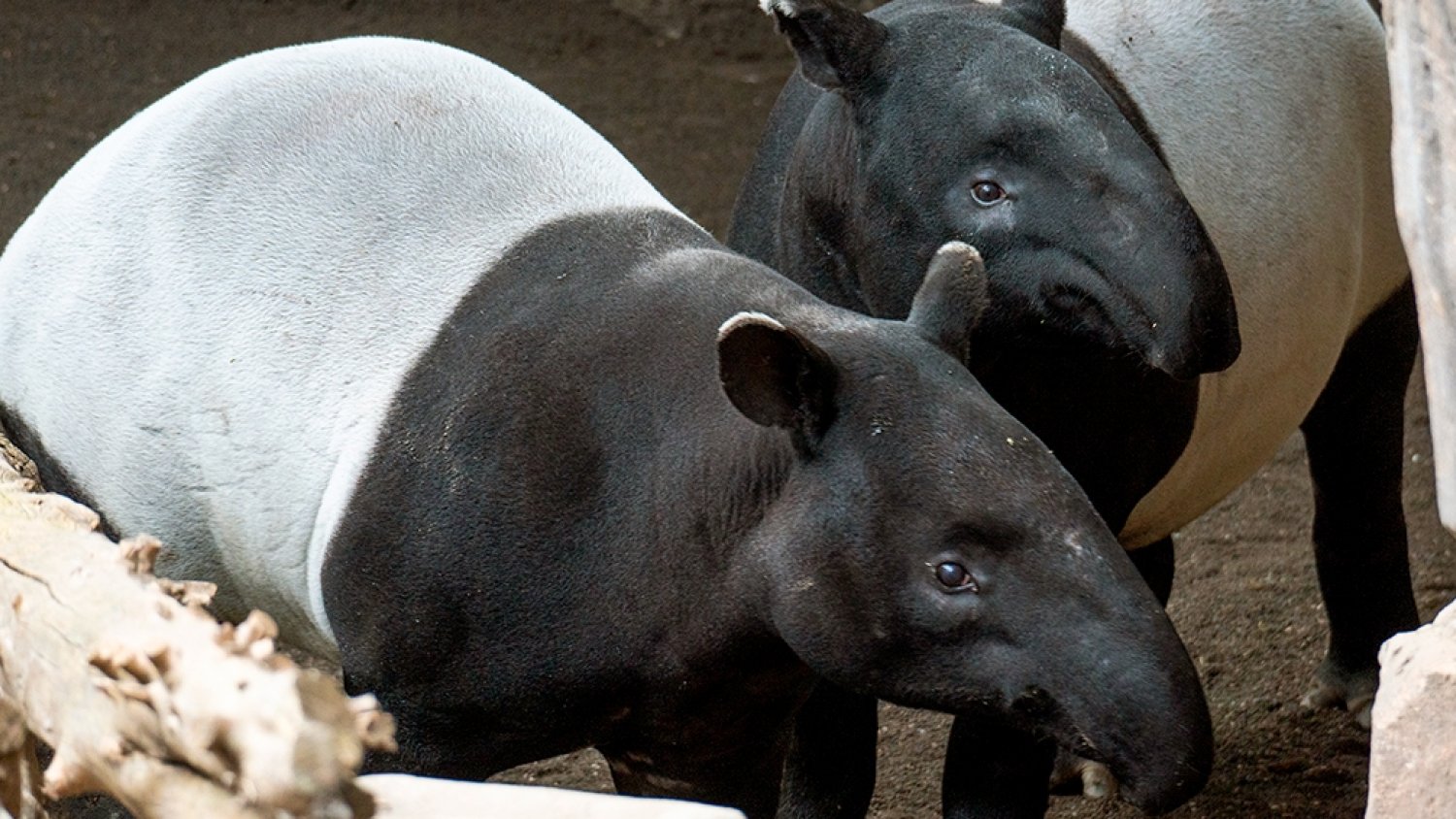 Bioparc Fuengirola: único centro de España que trabaja en la conservación del tapir malayo
