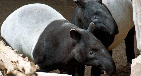 Bioparc Fuengirola: único centro de España que trabaja en la conservación del tapir malayo