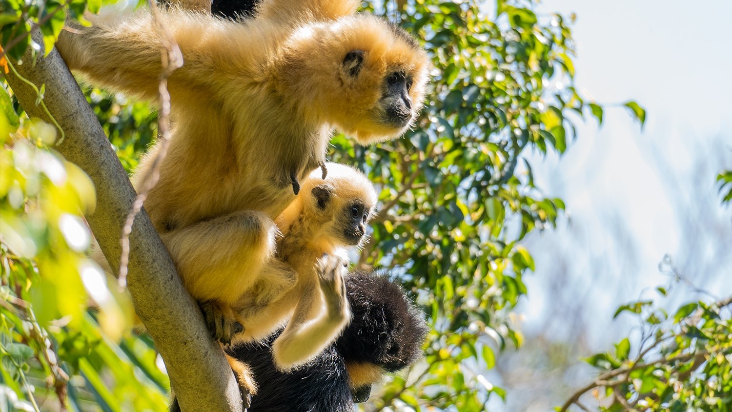Bioparc Fuengirola conciencia sobre la conservación animal por el Día de la Tierra