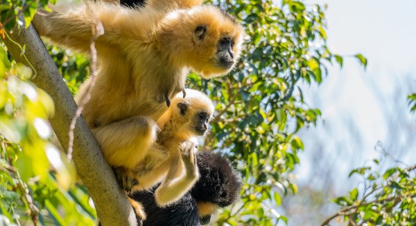 Bioparc Fuengirola conciencia sobre la conservación animal por el Día de la Tierra