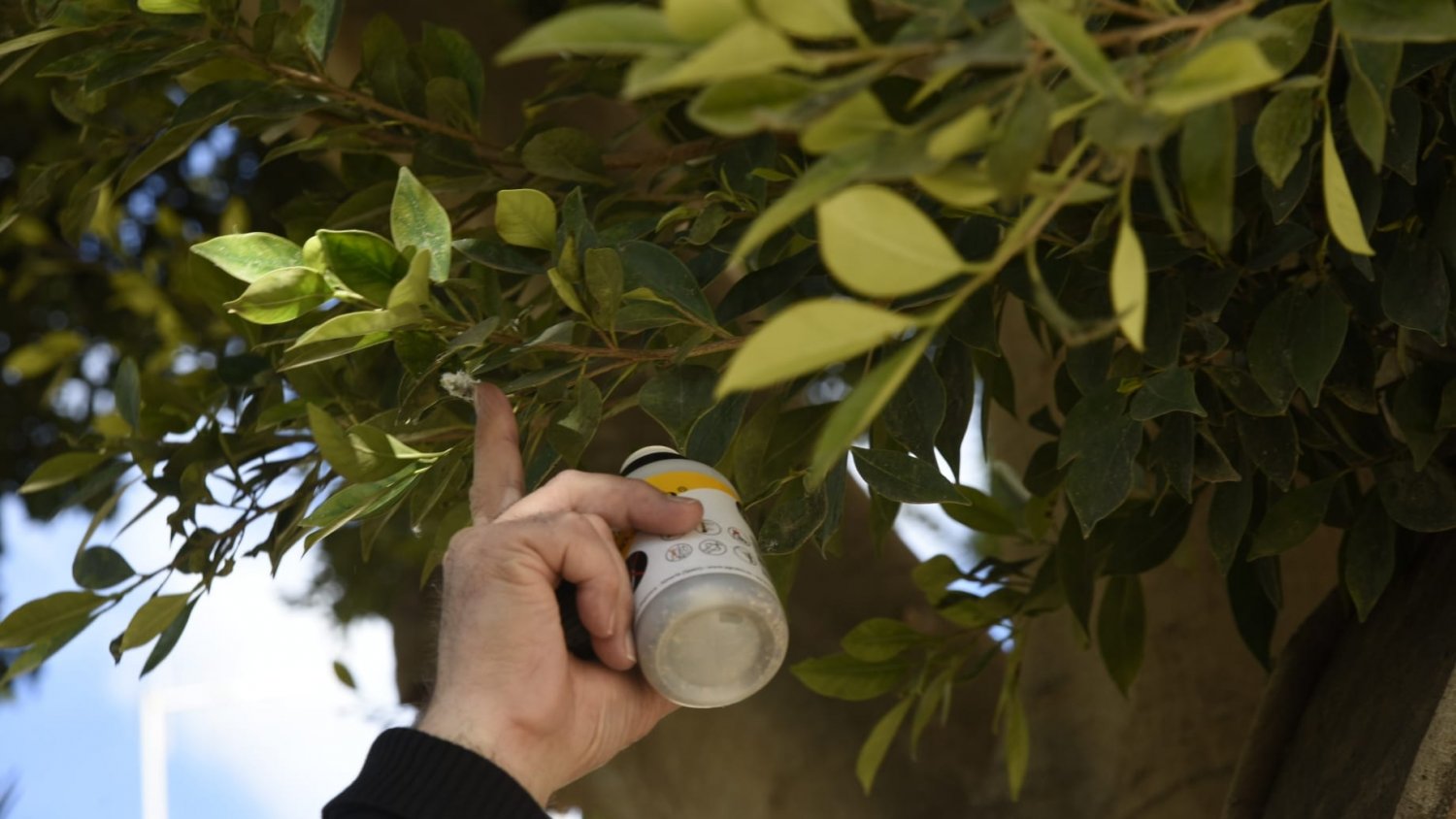 Torremolinos inicia una campaña de control ecológico de plagas en la masa arbórea