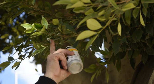 Torremolinos inicia una campaña de control ecológico de plagas en la masa arbórea