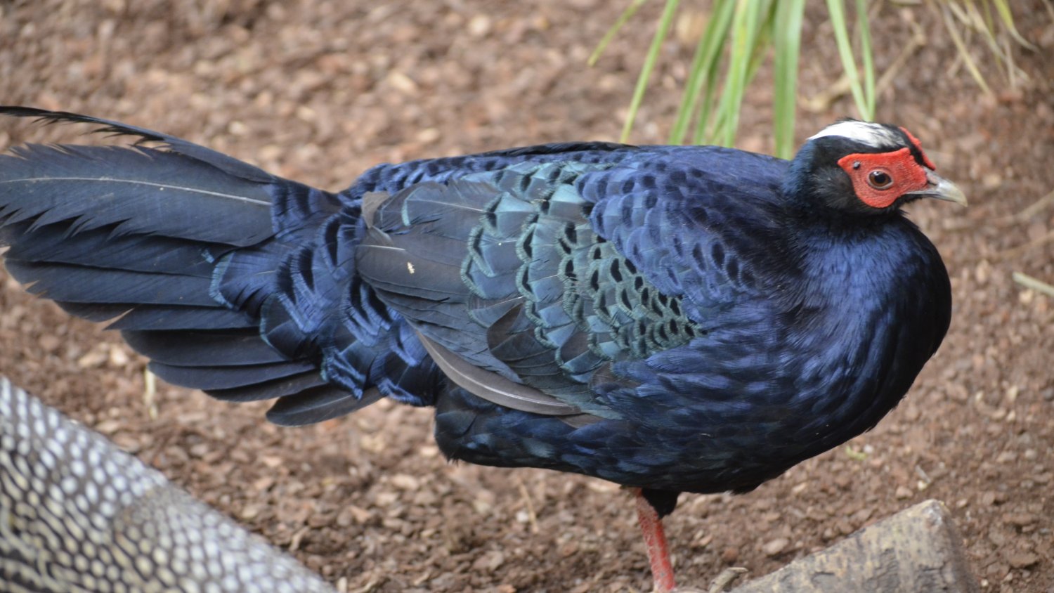 Málaga, punto de observación de las aves más amenazadas del mundo