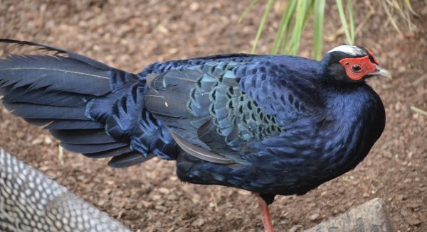 Málaga, punto de observación de las aves más amenazadas del mundo