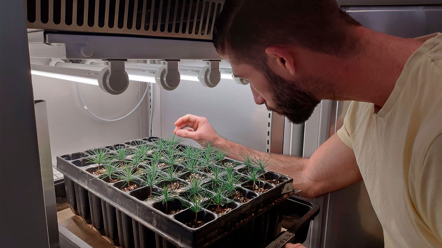 UMA.- La revista científica ‘Plant Cell Environment’ reconoce un estudio de la UMA sobre las raíces del pino
