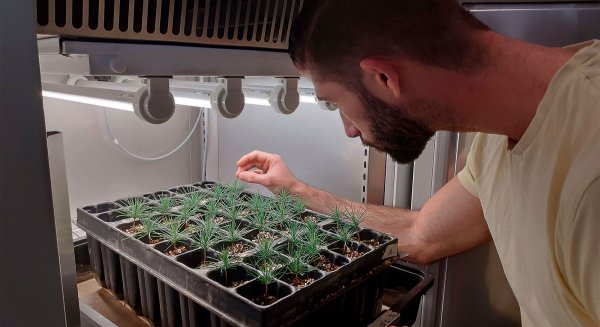 UMA.- La revista científica ‘Plant Cell Environment’ reconoce un estudio de la UMA sobre las raíces del pino