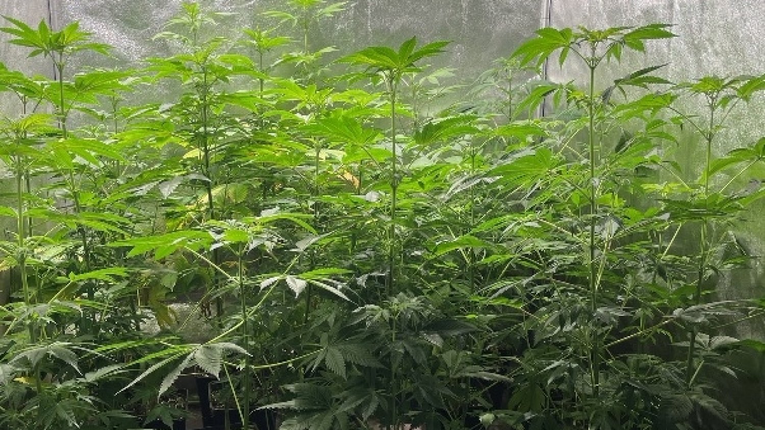 Detenido en Vélez-Málaga un hombre dedicado al tráfico de drogas