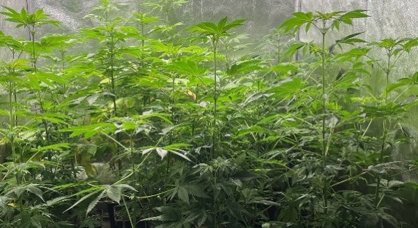 Detenido en Vélez-Málaga un hombre dedicado al tráfico de drogas