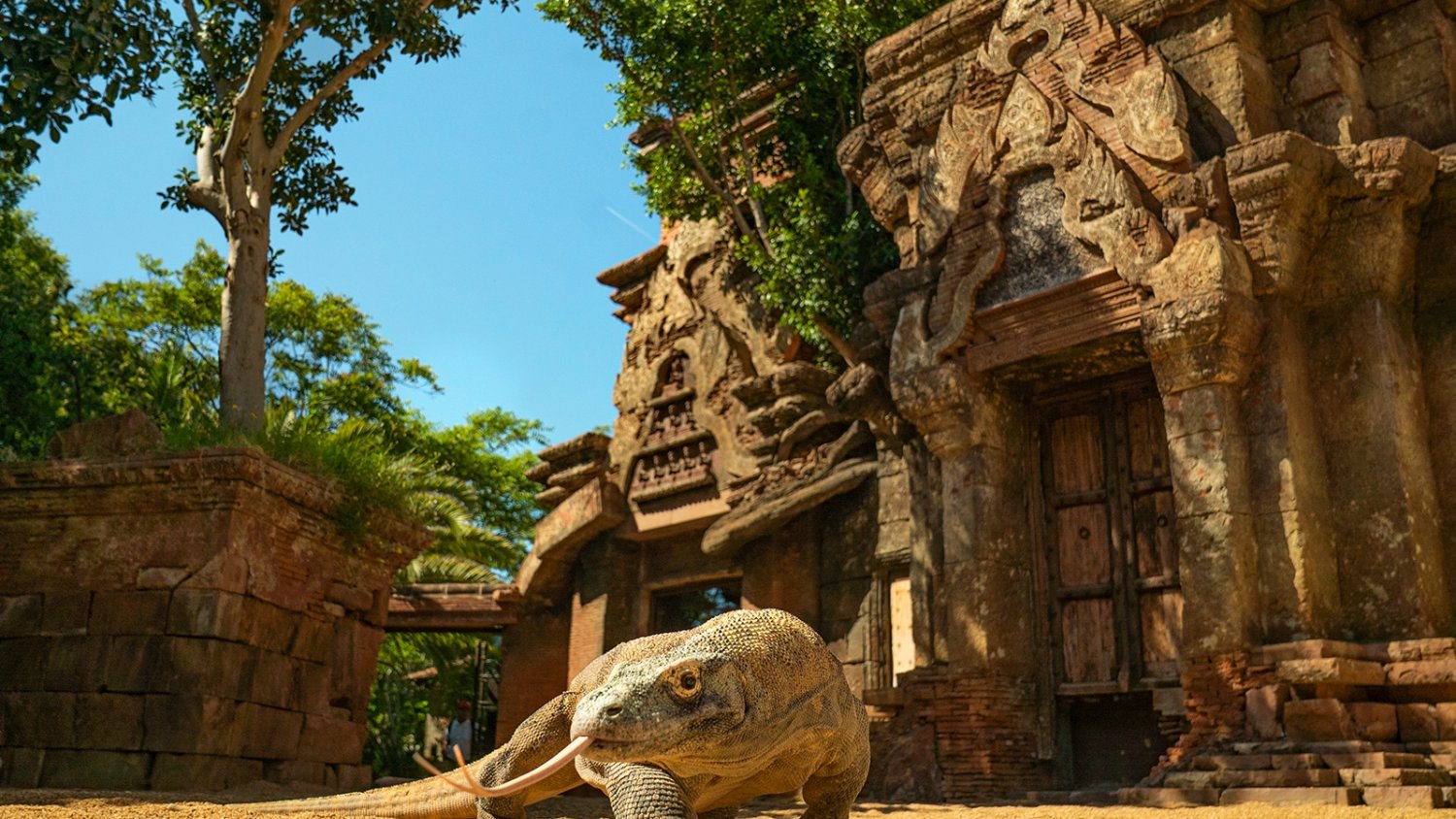 Bioparc se convierte en el protagonista de la docu-serie 'Crónicas del zoo'