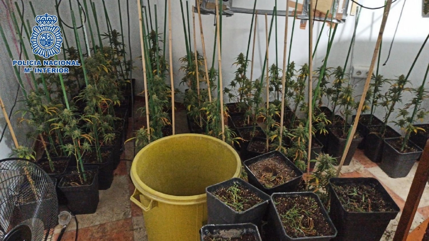 Desmantelada una plantación de marihuana en una vivienda de Vélez-Málaga