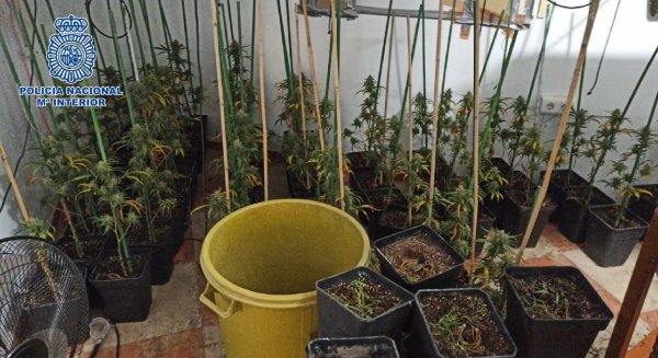 Desmantelada una plantación de marihuana en una vivienda de Vélez-Málaga