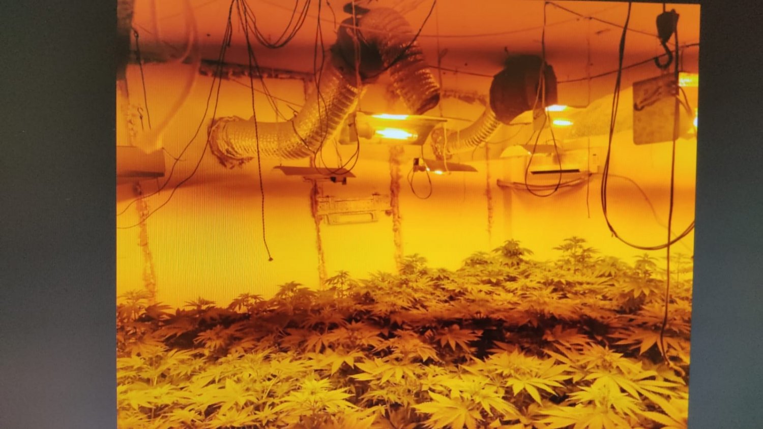 La Junta recupera 17 viviendas con plantaciones de cannabis en el barrio de La Corta