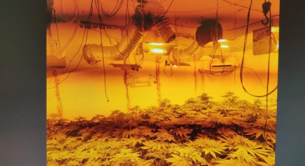 La Junta recupera 17 viviendas con plantaciones de cannabis en el barrio de La Corta